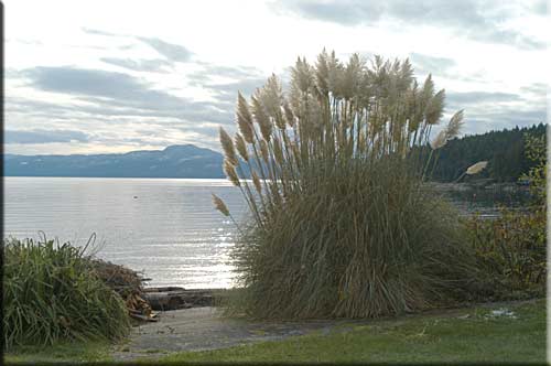Ocean Beach Lodge, Powell River accommodation, British Columbia, Canada